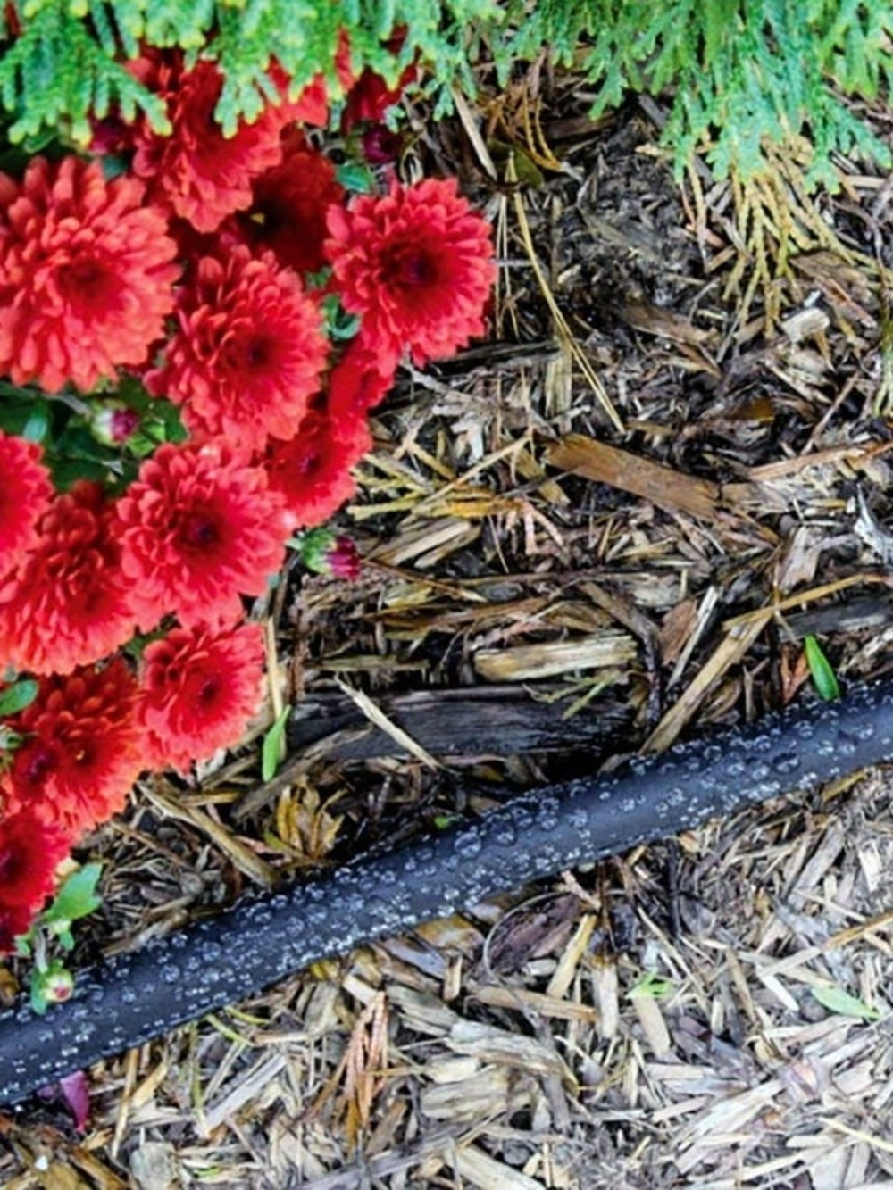 NEW Two Gilmour 50-ft Flat Soaker Weeper Hoses - Picture 7 of 8